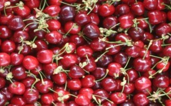 Ημαθία - Πέλλα: Τα κεράσια φέτος δεν φτάνουν για όλους