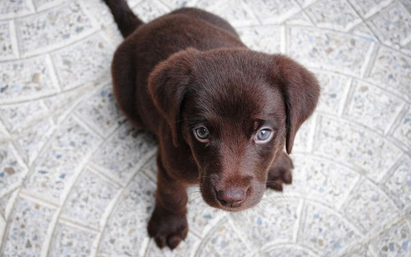 Νέα Ιωνία: 69χρονη πέταξε 4 κουτάβια στα σκουπίδια - Της επιβλήθηκε πρόστιμο 120.000 ευρώ (βίντεο)