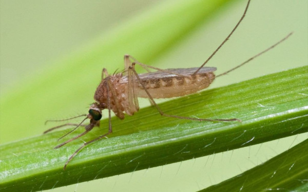 ΕΟΔΥ: Από τις αρχές του έτους 12 θάνατοι από τον ιό του Δυτικού Νείλου - Σε ποιες περιοχές καταγράφονται κρούσματα