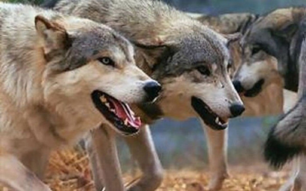 Θεσσαλονίκη: Επιδρομή λύκων ακόμη και κοντά σε σπίτια - Στήνουν ενέδρες και στα κυνηγόσκυλα (βίντεο)