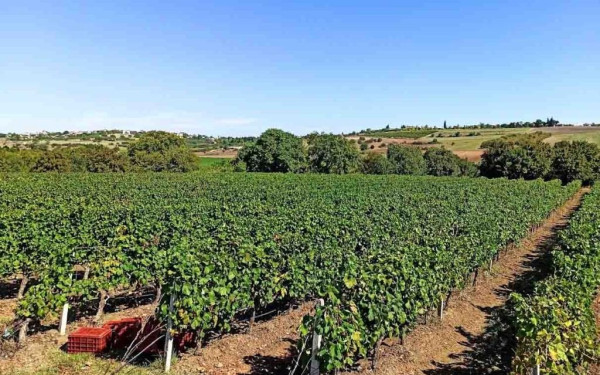 Κιλκίς: Καιρικές συνθήκες και πληθωρισμός θα επηρεάσουν την ελληνική παραγωγή κρασιού το 2023