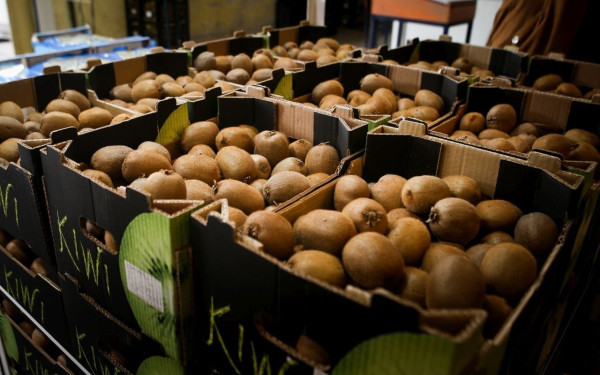 Τα ακτινίδια στην κορυφή των εξαγωγών από την κεντρική Μακεδονία στην Ινδία