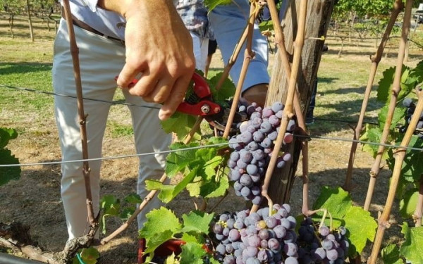 Σαντορίνη: Η παραγωγή φέτος στον τρύγο έφτασε μόλις το 30% του ετήσιου μέσου όρου