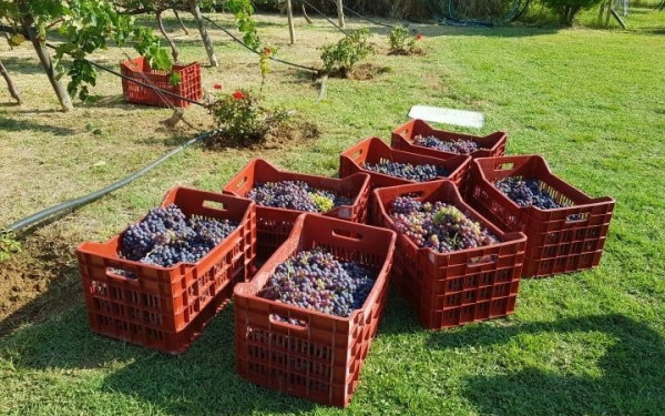 Νωρίτερα από ποτέ ο τρύγος φέτος στη Β. Ελλάδα