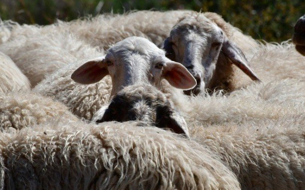 Διπλασιάζεται η ενίσχυση για τη γενετική βελτίωση ζώων
