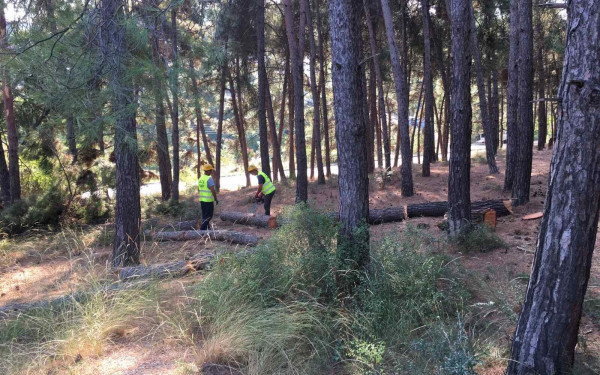 Δασικοί Συνεταιρισμοί: Αύξηση 15% στις τιμές αποζημίωσης των υλοτόμων