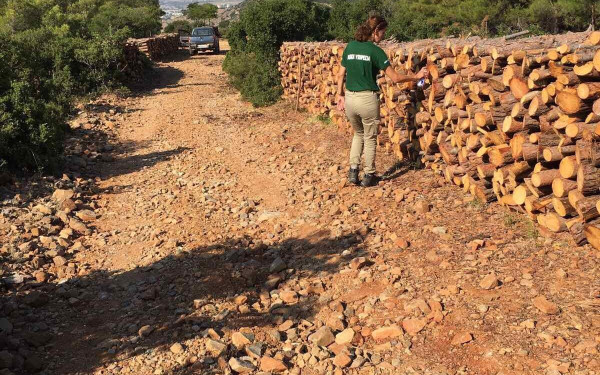 Χαλκιδική: Υλοτόμος καταπλακώθηκε από δέντρο στην Κασσάνδρα