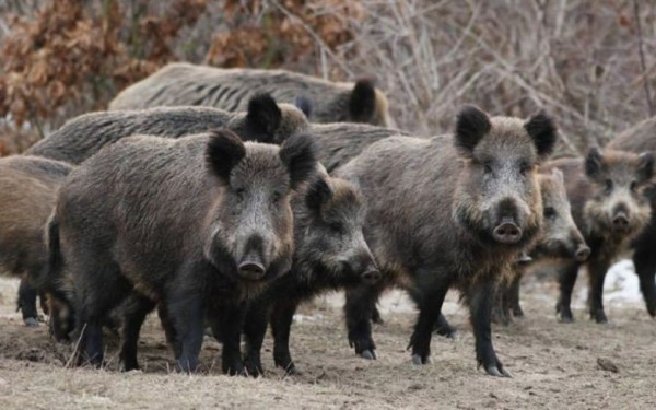 Συνεργεία Δίωξης Αγριόχοιρου στον Δήμο Λαγκαδά