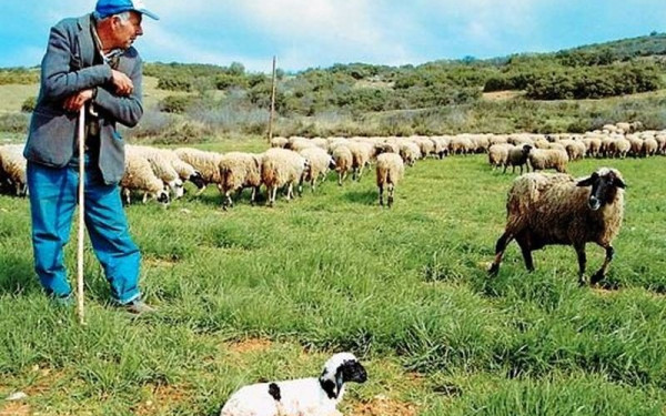 Διορθώθηκε το λάθος στις ενισχύσεις των κτηνοτρόφων με το Μέτρο 22