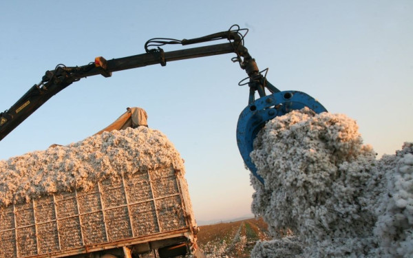 Γ. Γεωργαντάς: Ειδική συνδεδεμένη ενίσχυση 184 εκατ. ευρώ στο βαμβάκι