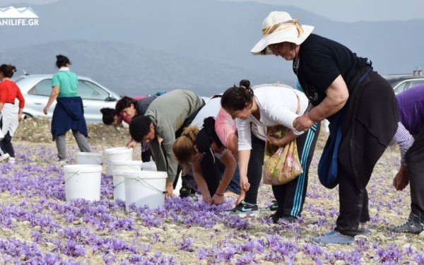 Κρόκος Κοζάνης: Στο μισό της περσινής χρονιάς η εφετινή παραγωγή - ξεκίνησε η συγκομιδή