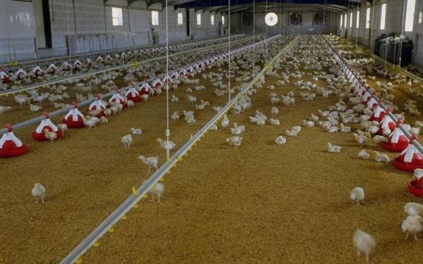 Υπουργείο Αγροτικής Ανάπτυξης: Διενέργεια προληπτικών ελέγχων για γρίπη των πουλερικών