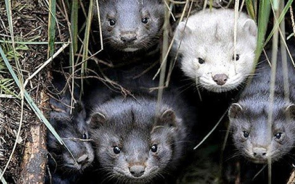 Η Ρωσία εμβολιάζει αντί να θανατώσει τα γουνοφόρα μινκ