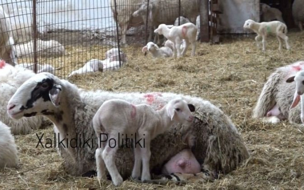 Ξεπέρασαν τους 1.800 οι έλεγχοι για την αποτροπή ελληνοποιήσεων ενόψει Πάσχα