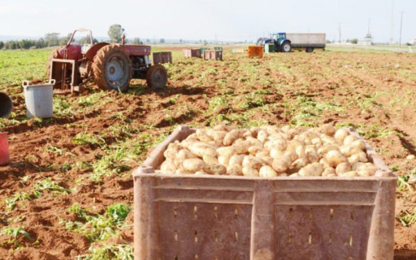 Ρεκόρ στις εισαγωγές φρούτων και λαχανικών - Αύξηση 280% στα κρεμμύδια εξωτερικού
