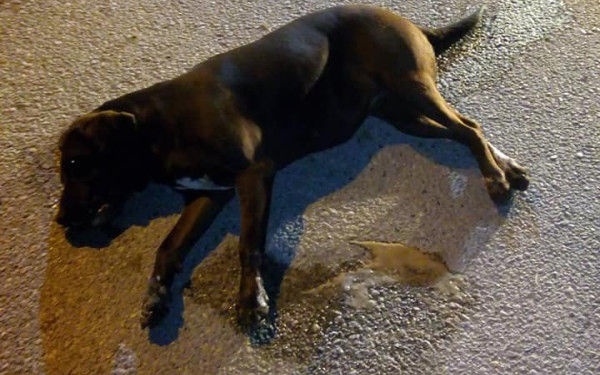 Δεμένα και νηστικά εντοπίστηκαν οκτώ σκυλάκια σε περιοχή των Σερρών