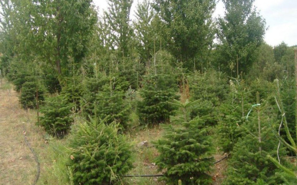 Χαλκιδική: Ανάρπαστα τα έλατα του Ταξιάρχη - Οι πωλήσεις ίσως και να ξεπεράσουν τις περσινές