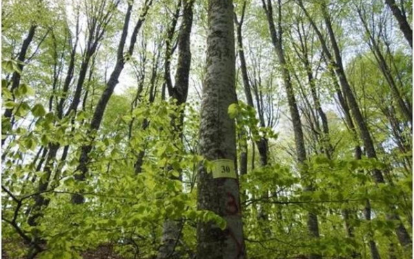 Μυτιλήνη: Η ξήρανση εκατοντάδων πεύκων στα δάση προκάλεσε την παρέμβαση του Δήμου δυτικής Λέσβου