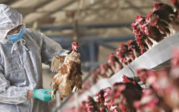 ΠΚΜ: Επείγουσα ενημέρωση πτηνοτρόφων και φορέων για τη γρίπη των πτηνών