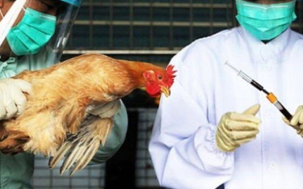 Εσθονία: Κρούσμα γρίπης των πτηνών σε φάρμα 