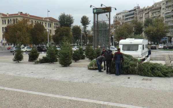 Ανάρπαστα τα έλατα του Ταξιάρχη -Για πρώτη φορά φέτος και στην Αλβανία