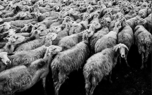 Σέρρες: Αγνοείται 73χρονος βοσκός στον Προμαχώνα