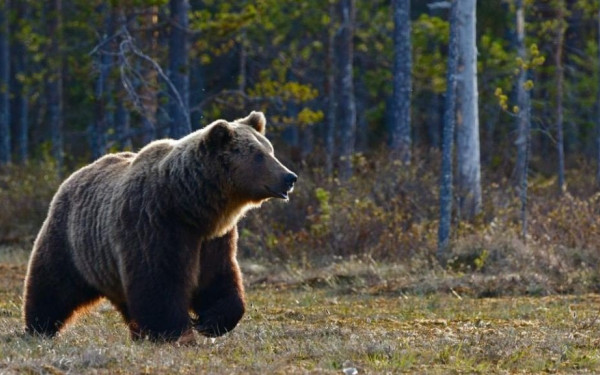 Καστοριά: Βίντεο «έπιασε» στα πράσα αρκούδα να μπαίνει σε αυλή