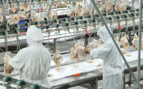 Αυξημένος κίνδυνος επανεμφάνισης της γρίπης των πτηνών στην Ελλάδα