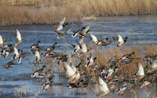 Θλιβερά τα δεδομένα για τα πουλιά του πλανήτη: 1 στα οκτώ τείνει να εξαφανιστεί