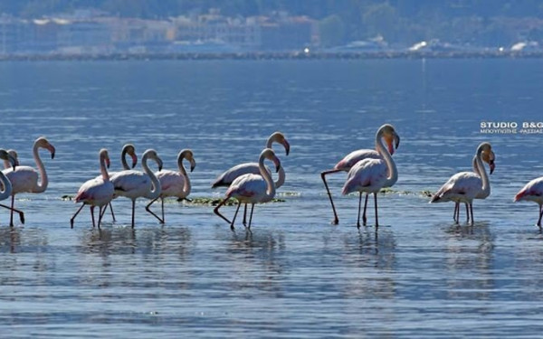 Ναύπλιο: Γέμισε φλαμίνγκο ο υδροβιότοπος της Νέας Κίου (βίντεο)