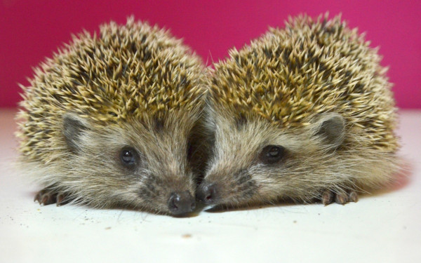 Θεσσαλονίκη: Αναζητείται «σπίτι» για τραυματισμένα σκαντζοχοιράκια