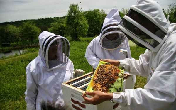 Σήμα SOS εκπέμπουν οι μελισσοκόμοι της Κρήτης