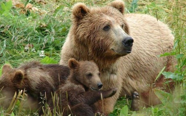 Αρκούδα με τα μωρά της έκανε βόλτα στο εμπορικό κέντρο της Καστοριάς!