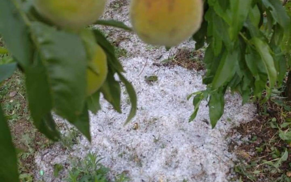 Σε απόγνωση οι αγρότες μετά τα καταστροφικά μπουρίνια σε Θεσσαλία και Δυτική Μακεδονία (βίντεο)