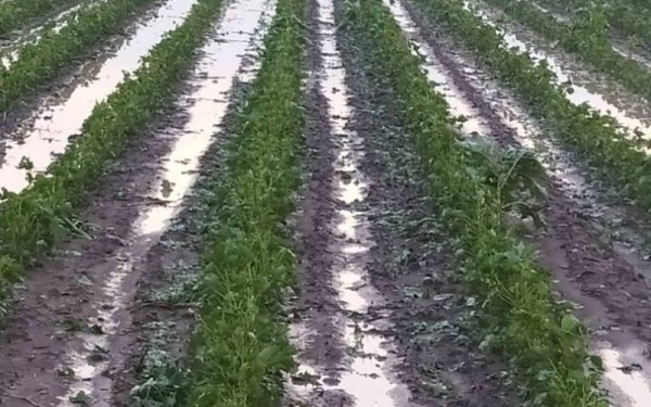 Πίνακας αποτελεσμάτων: 27 εκατομμύρια ευρώ για εγκατάσταση δικτύων χαλαζικής προστασίας