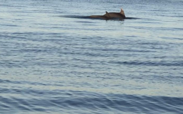  Δύο ζευγάρια δελφινιών παίζουν στον Θερμαϊκό (Φωτ.)