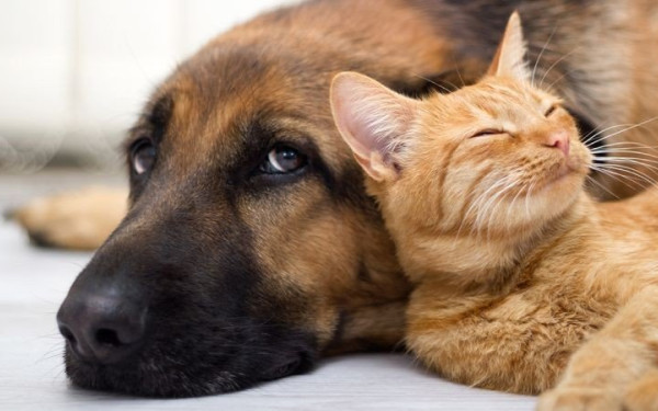 Ισπανία: Μετά το διαζύγιο το κατοικίδιο θα πηγαίνει με όποιον είναι ευτυχισμένο