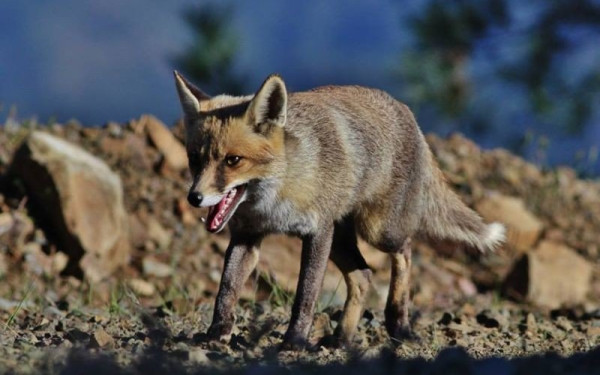 Ξεκινά η περίοδος αντιλυσσικού εμβολιασμού των αλεπούδων στην Περιφέρεια Αν. Μακεδονίας και Θράκης