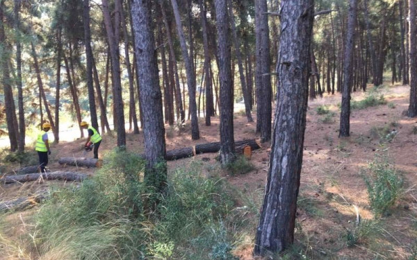 Θέρμη: Συνεχίζονται οι υλοτομίες για την αντιμετώπιση του φλοιοφάγου εντόμου 