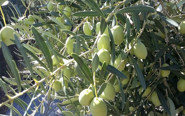 Χαλκιδική: Τραγική χρονιά για τους ελαιοπαραγωγούς - Άνω του 90% η ακαρπία φέτος 