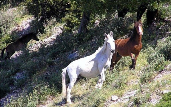 Θεσσαλονίκη: Δύο ελεύθερα άλογα προκάλεσαν «έμφραγμα» στην Μουδανίων 