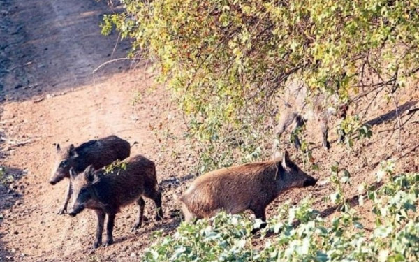 Εκτός ελέγχου η κατάσταση με τα αγριογούρουνα και στη Λαμία
