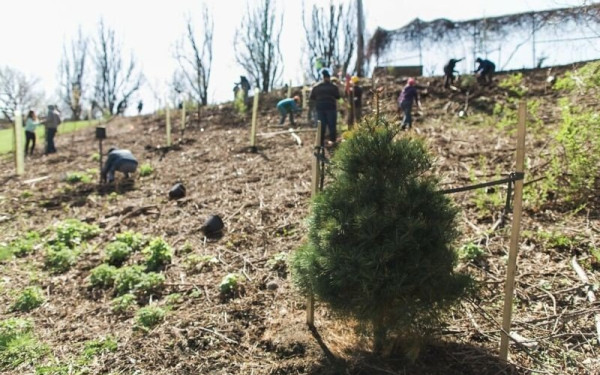 Παρουσίαση του Εθνικού Σχεδίου Αναδάσωσης από το ΤΑΙΠΕΔ και το ΥΠΕΝ