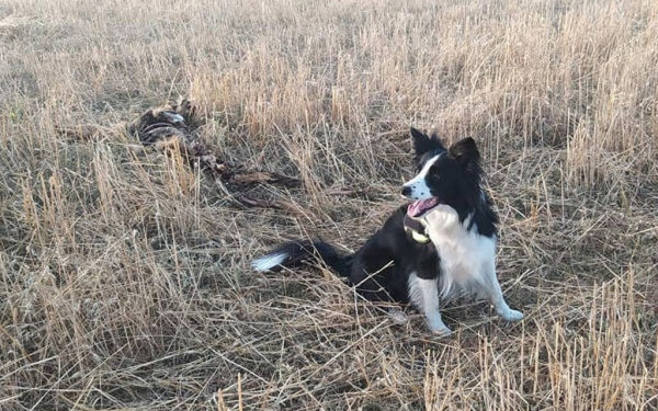 Δικογραφία σε βάρος 75χρονης που πέταξε το μπαστούνι της σε αδέσποτο σκύλο