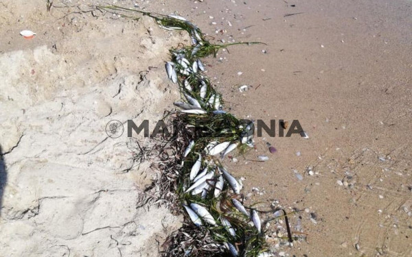 Ξεβράζει νεκρά ψάρια η θάλασσα στη Χαλκιδική (φωτ.)