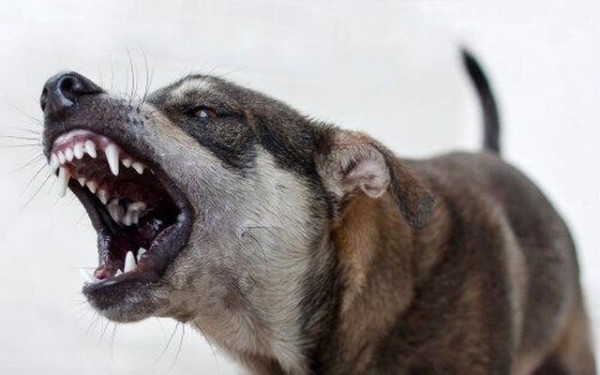 Χαλκιδική: Σκύλος επιτέθηκε και δάγκωσε 39χρονη - «Η ιδιοκτήτρια μού φώναξε τρέχα»