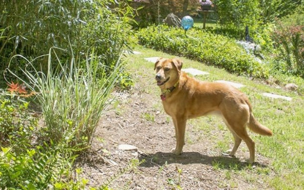 Λάρισα: 31.000 ευρώ πρόστιμο στον άνδρα που έσερνε τον σκύλο του  από το αγροτικό