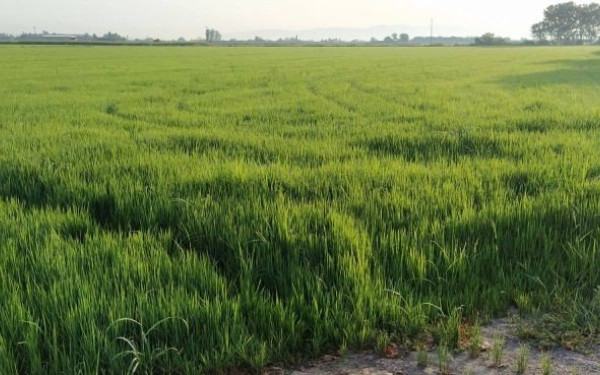 Κλιμάκιο ελέγχου του ΟΠΕΚΕΠΕ καταγγέλλει απειλές από κτηνοτρόφους στην Κρήτη