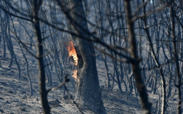 Πυρκαγιά σε δρυοδάσος στο Αμόριο Σουφλίου