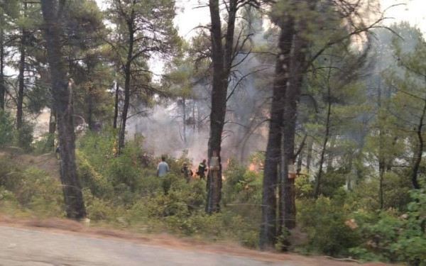 Πρόγραμμα απασχόλησης ρητινεργατών: Επταετής σύμβαση με μισθό ως 1000 ευρώ